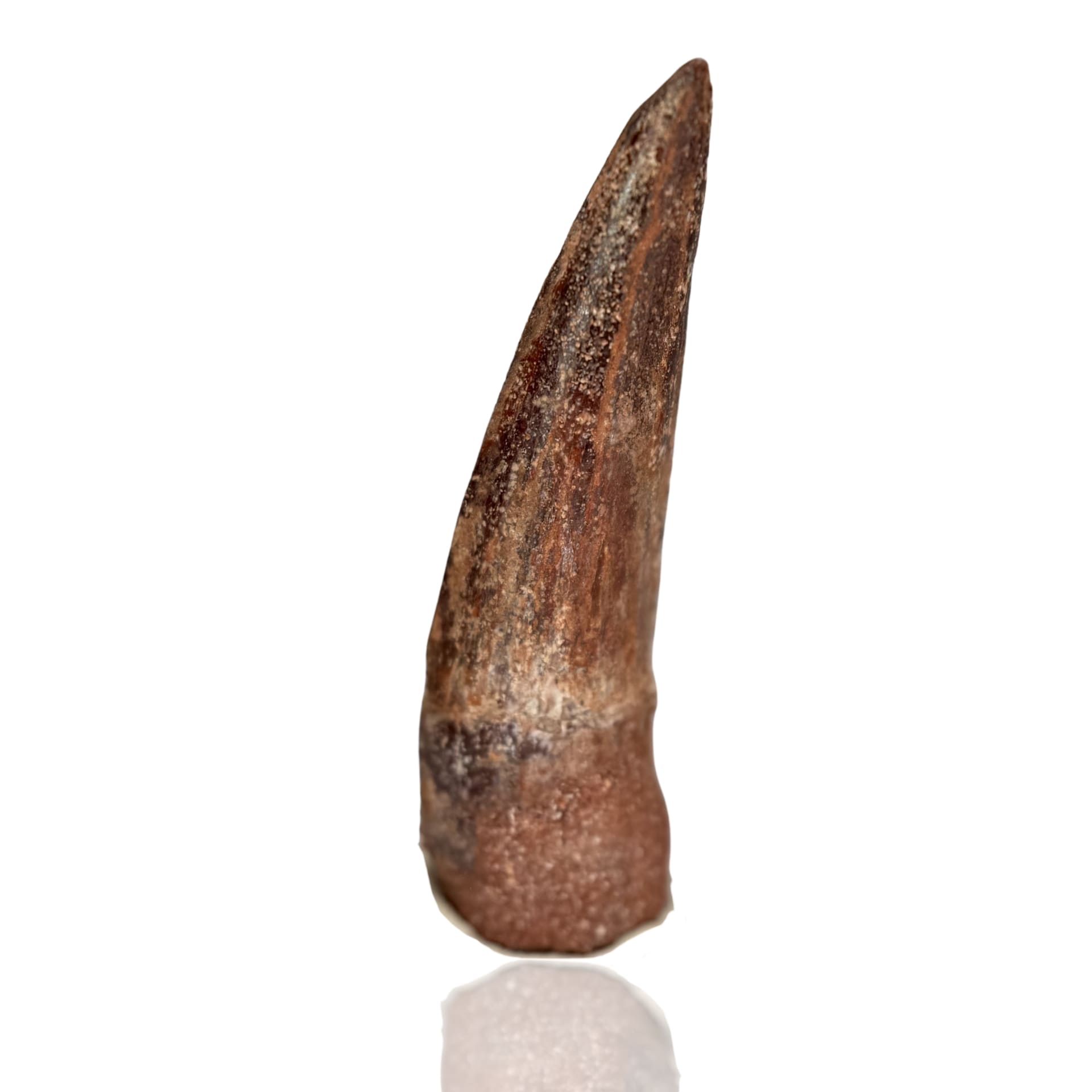 Dent de Spinosaurus Massive - Maroc