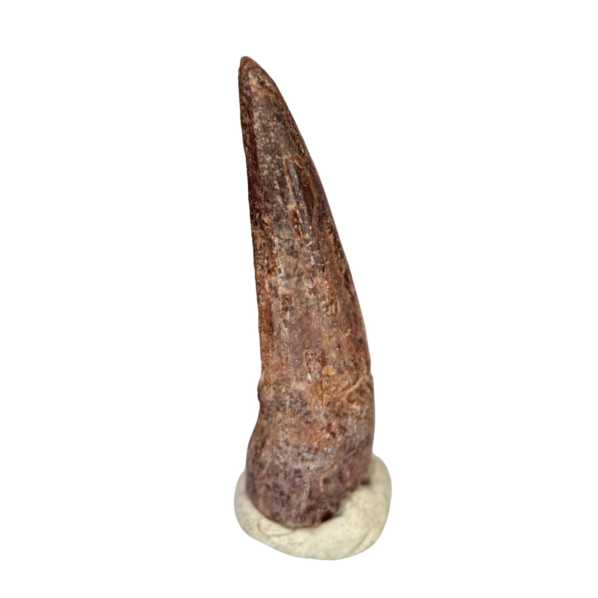 Dent de Spinosaurus Massive - Maroc