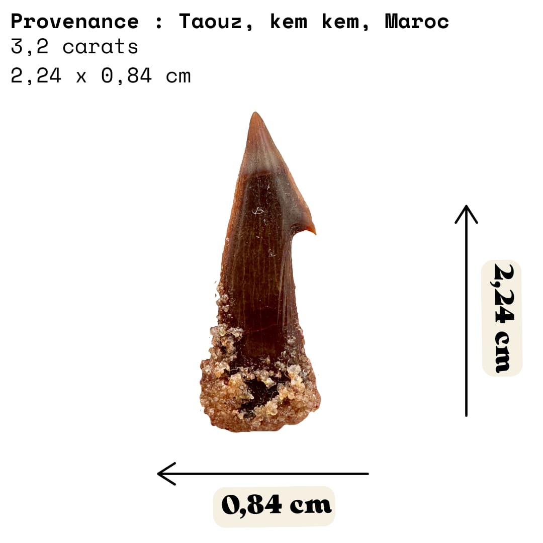 Dent Fossile d'Onchopristis (Poisson-Scie) - Maroc