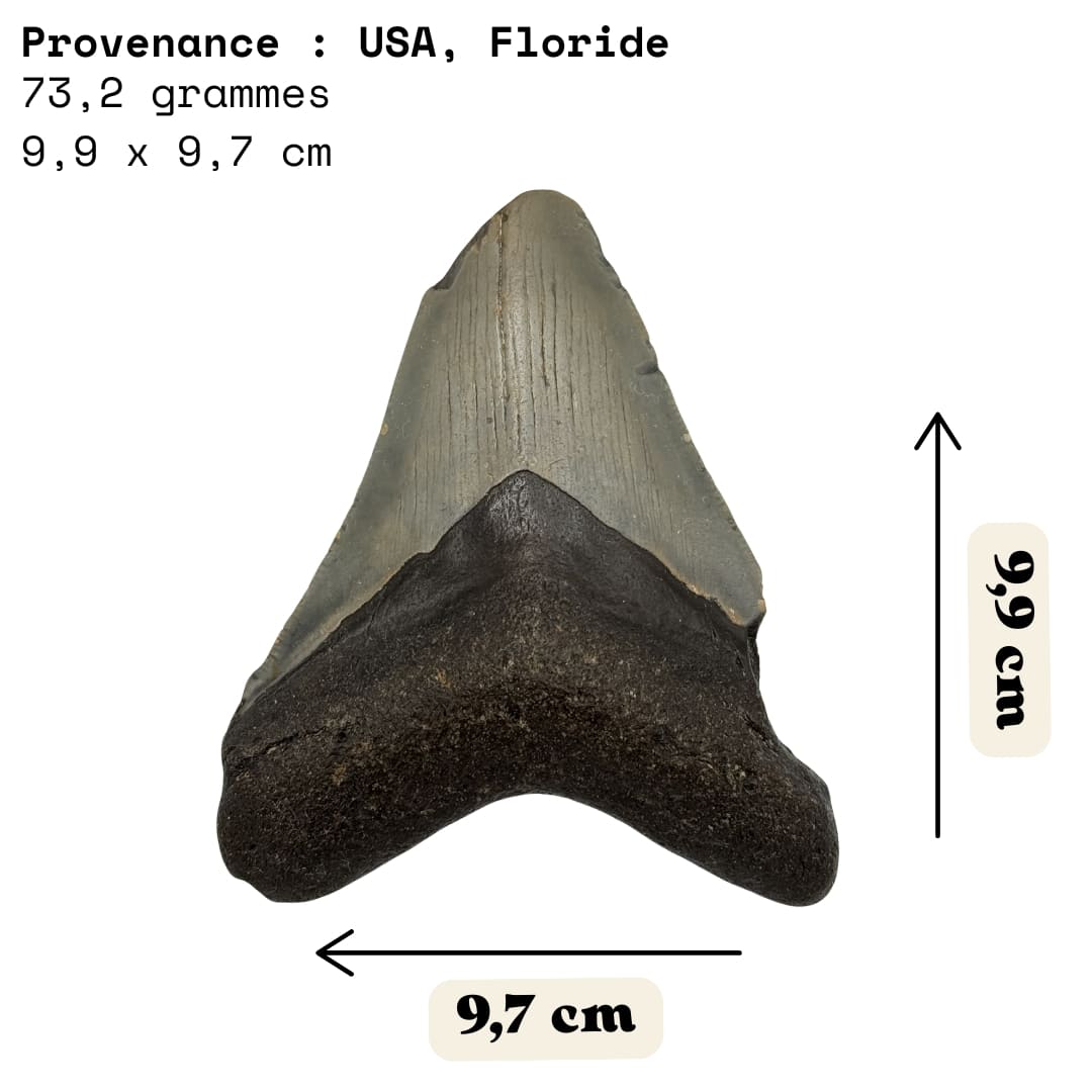 Dent de Mégalodon Fossile - Floride, USA