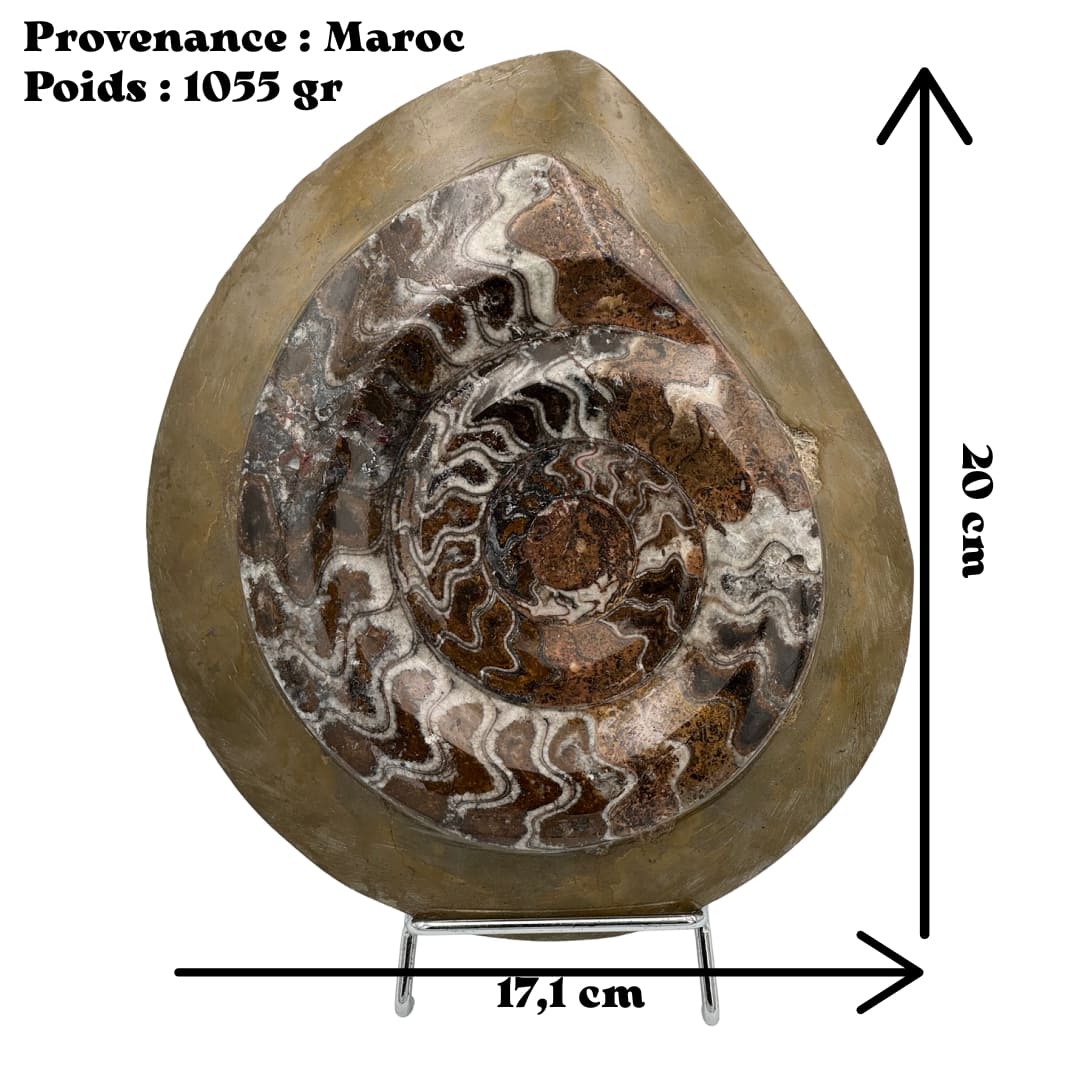 Goniatite Fossile Polie (Dévonien) - Maroc