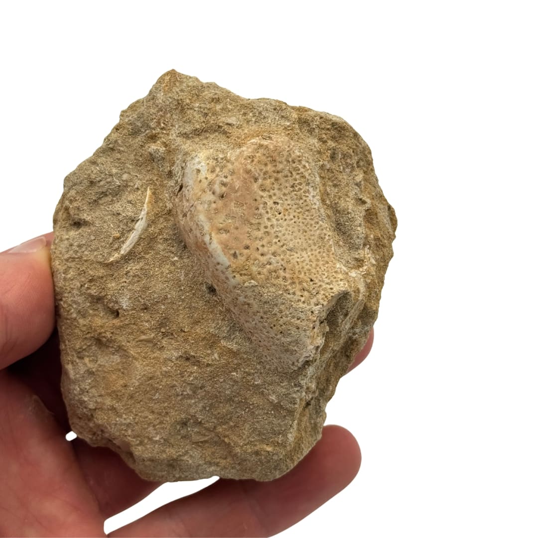 Fossile : Fragment d'os de mâchoire