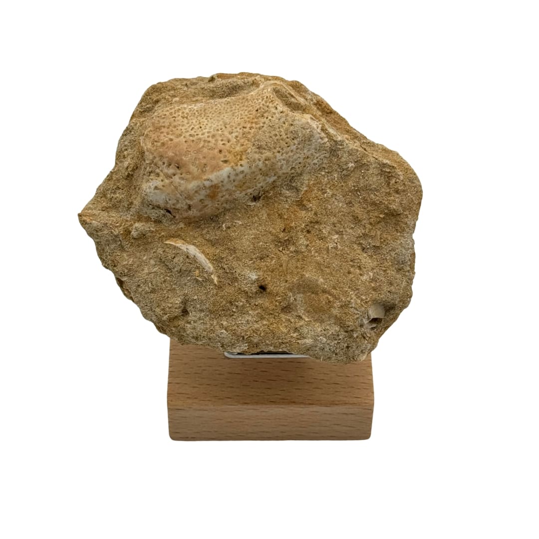 Fossile : Fragment d'os de mâchoire