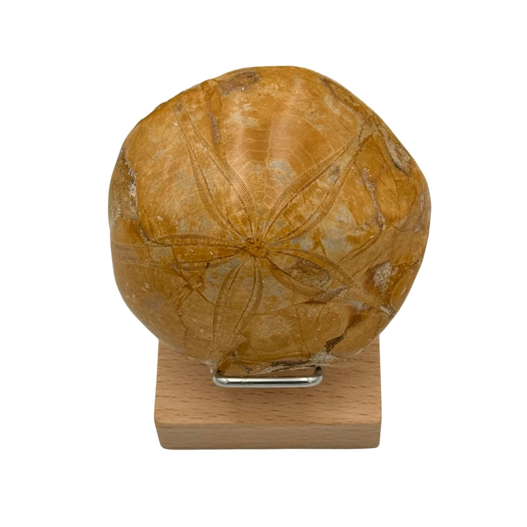 Fossile Oursin Mepygurus depressus - Madagascar