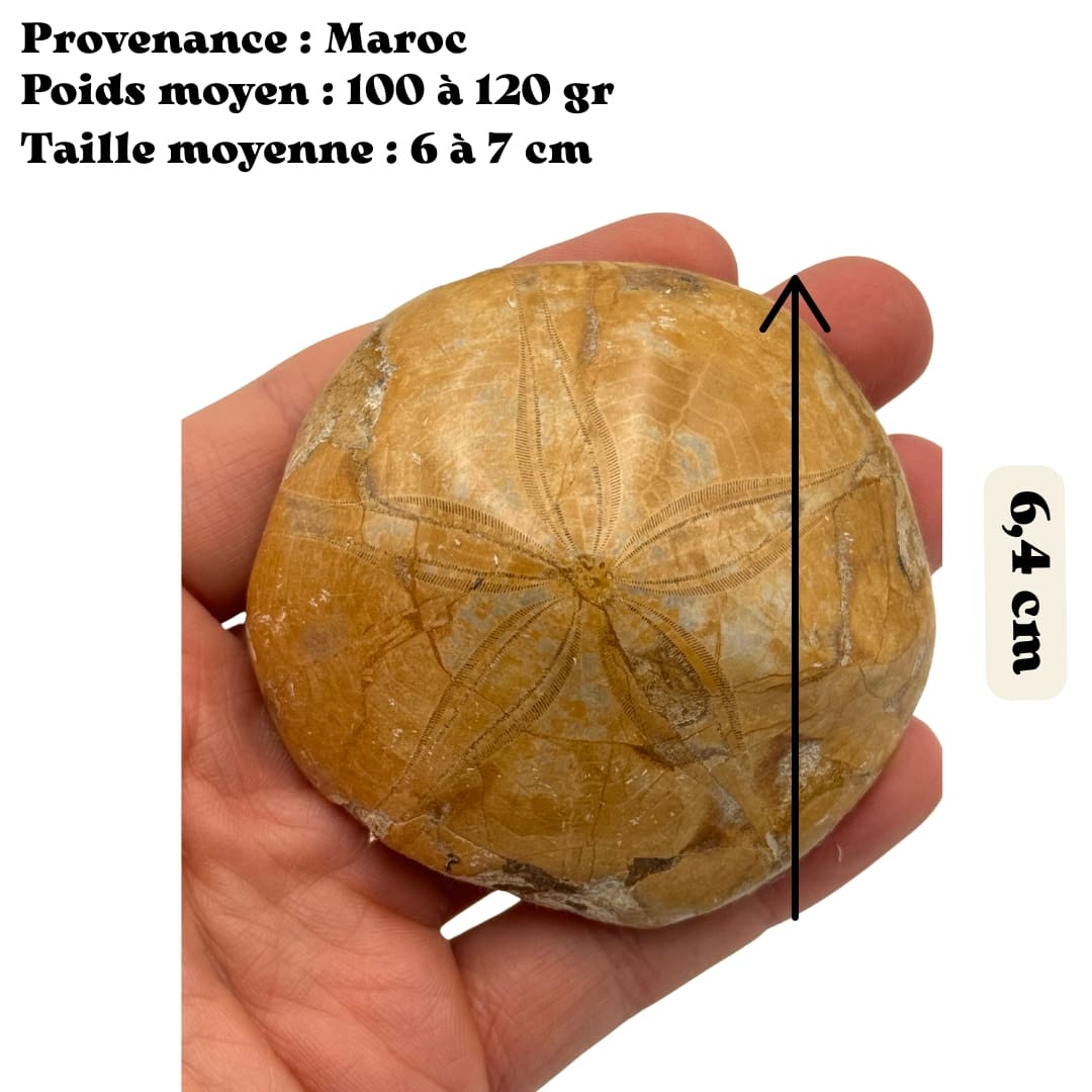 Fossile Oursin Mepygurus depressus - Madagascar