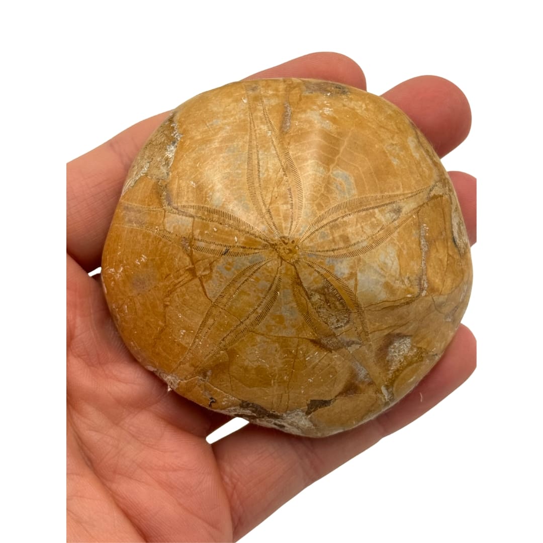 Fossile Oursin Mepygurus depressus - Madagascar