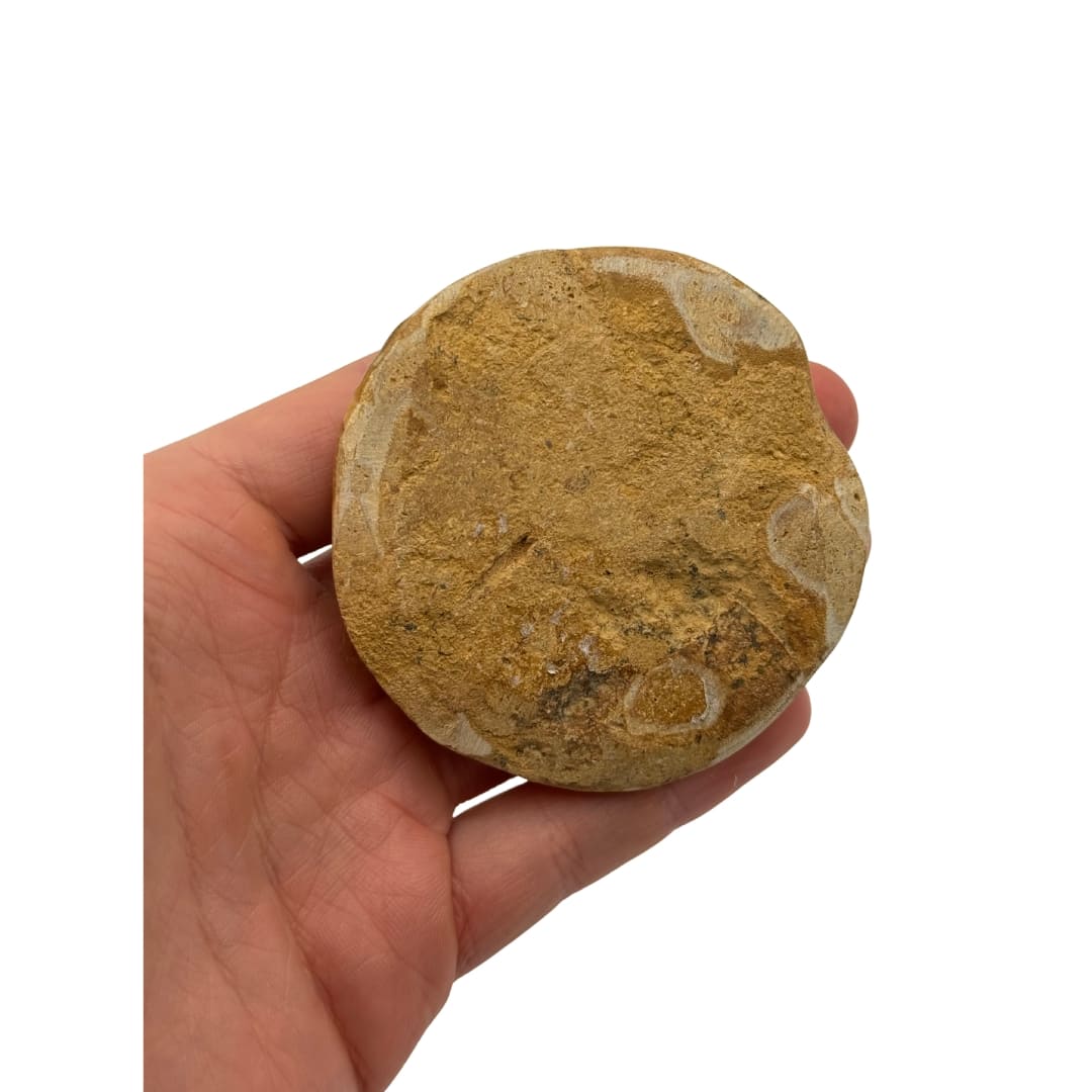 Fossile Oursin Mepygurus depressus - Madagascar