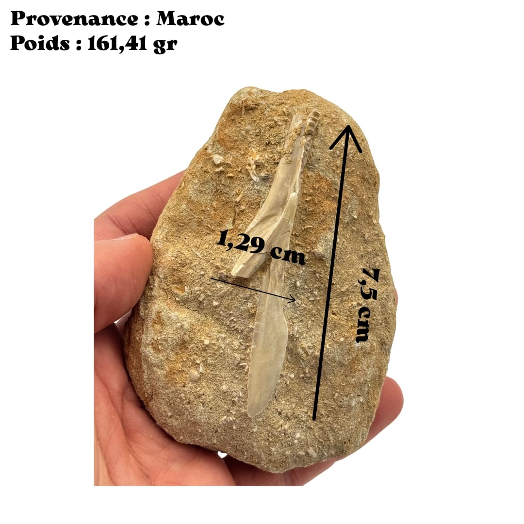 Fossile : mâchoire d'Enchodus