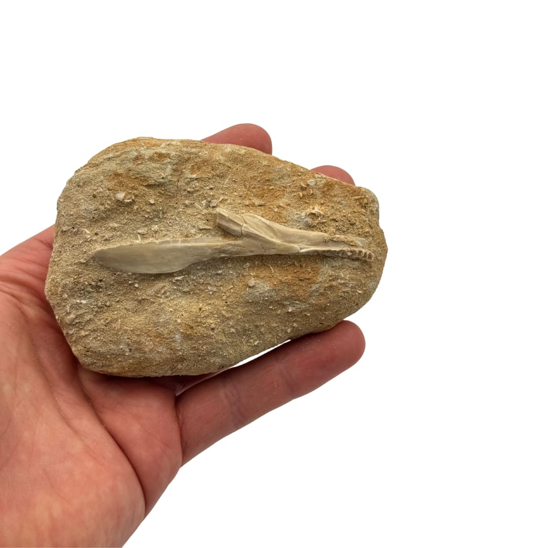 Fossile : mâchoire d'Enchodus