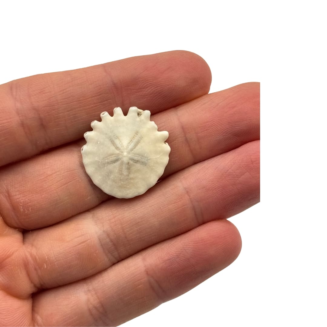 Fossile Oursin Heliophora orbiculus - Mauritanie