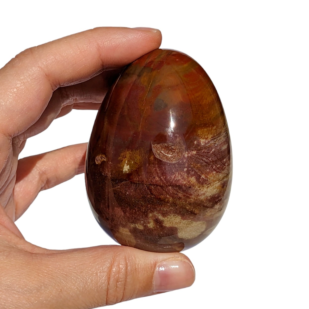 bois fossilisé forme oeuf