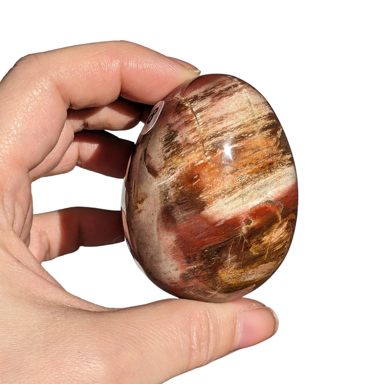 Oeuf bois fossilisé N°8