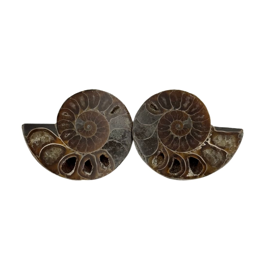 Paire ammonite