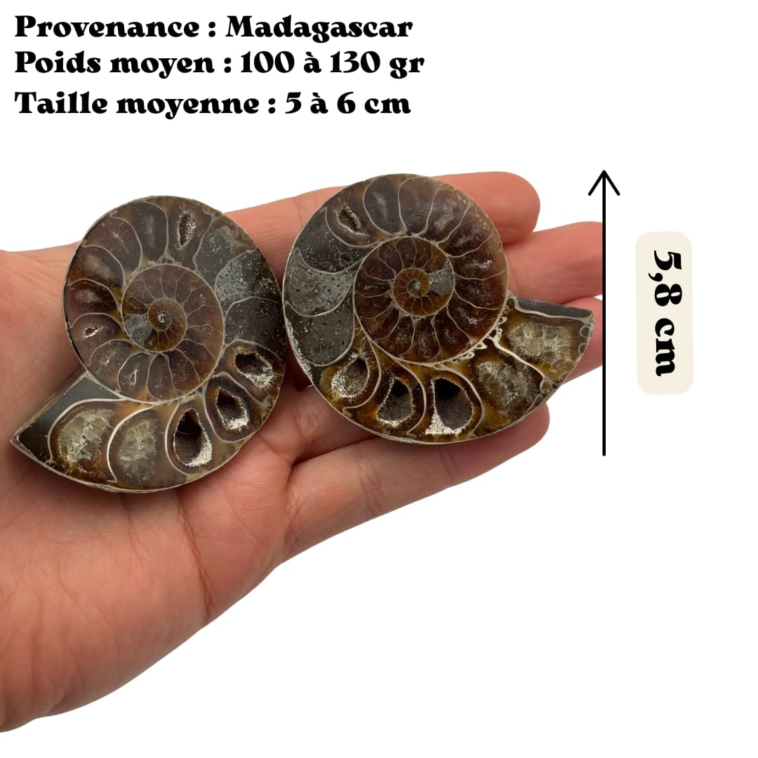 Paire ammonite