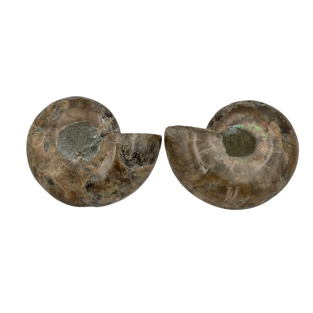 Paire ammonite