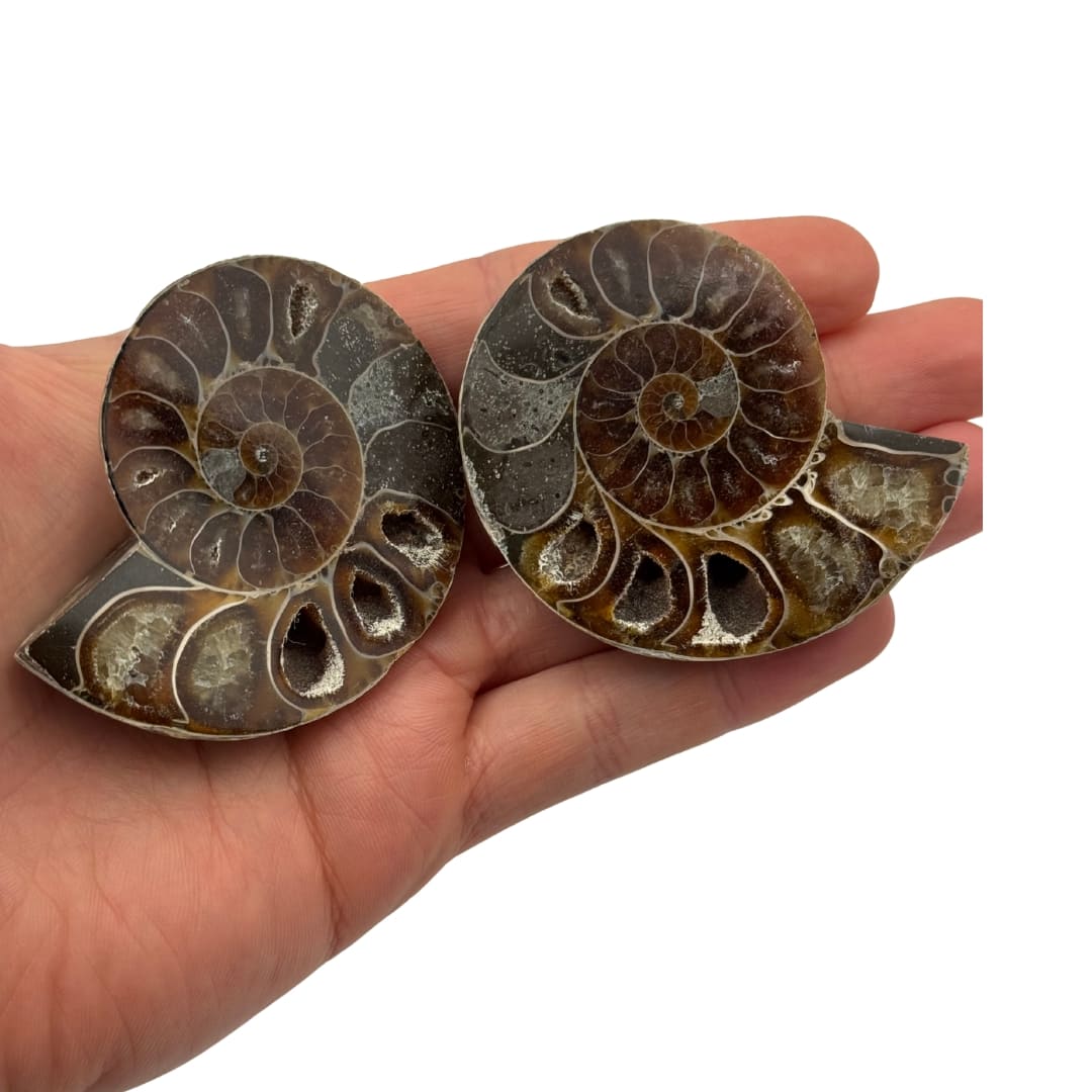 Paire ammonite