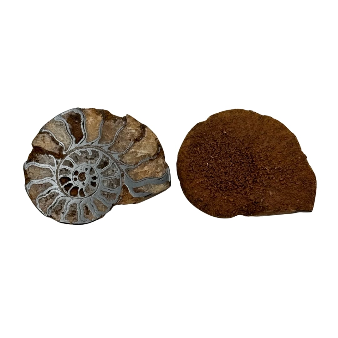 Paire ammonite hematite