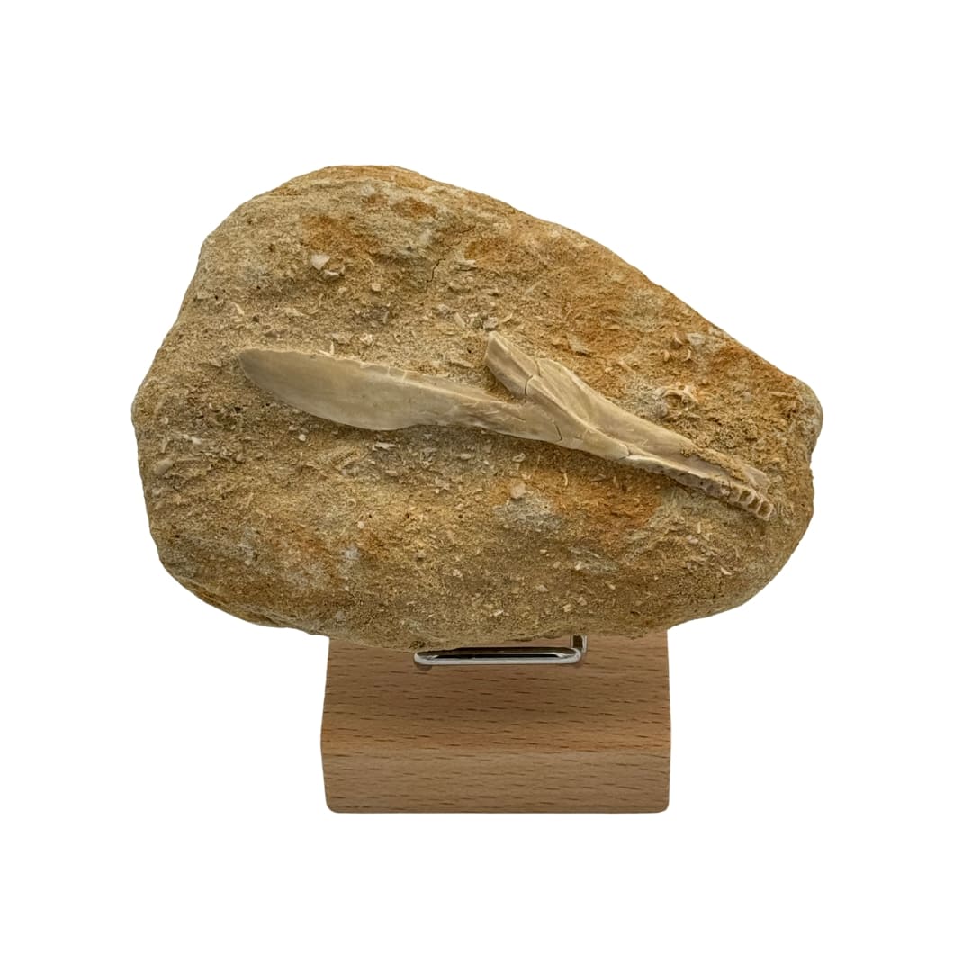 Fossile : mâchoire d'Enchodus