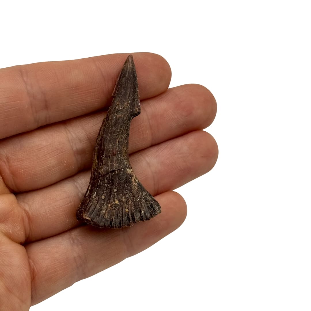 Grande Dent Fossile d'Onchopristis - Maroc