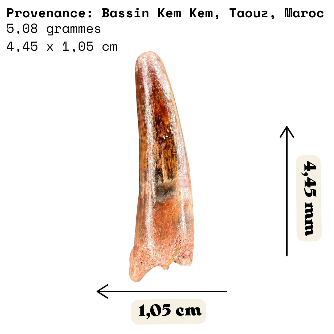 Dent de Spinosaurus - Maroc