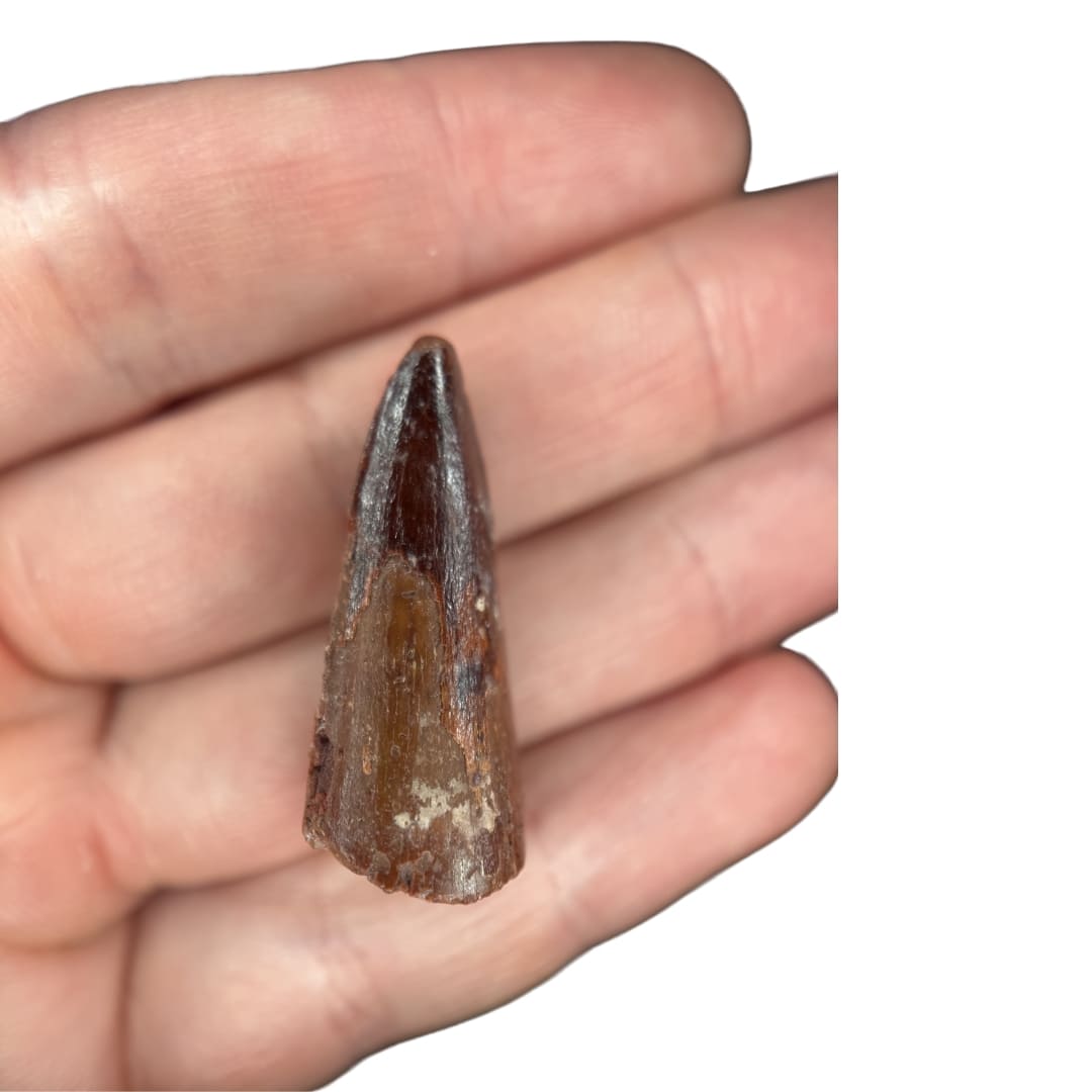 Dent de Spinosaurus Fossile (3.3 cm) - Maroc