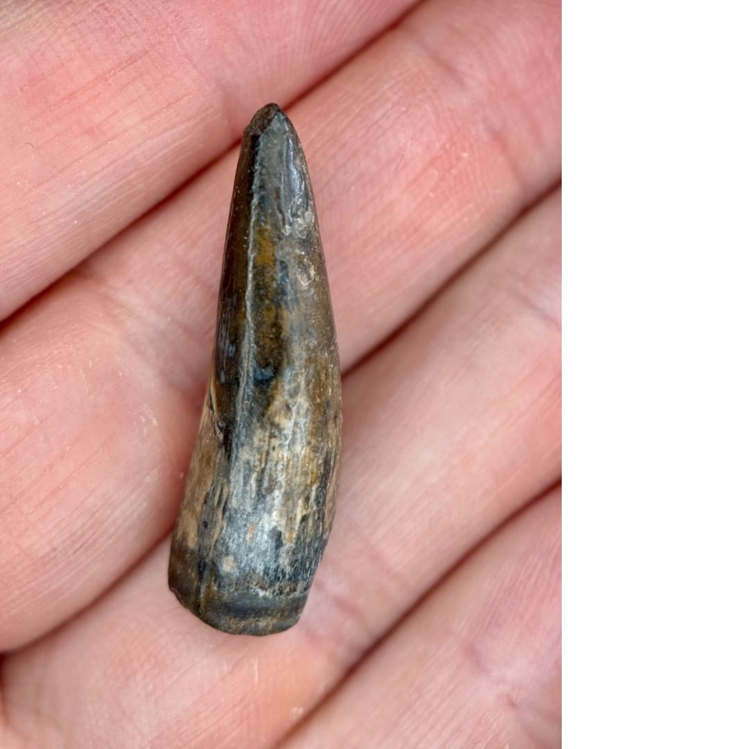 Dent de Sarcosuchus Fossile (100% Naturelle) - Niger