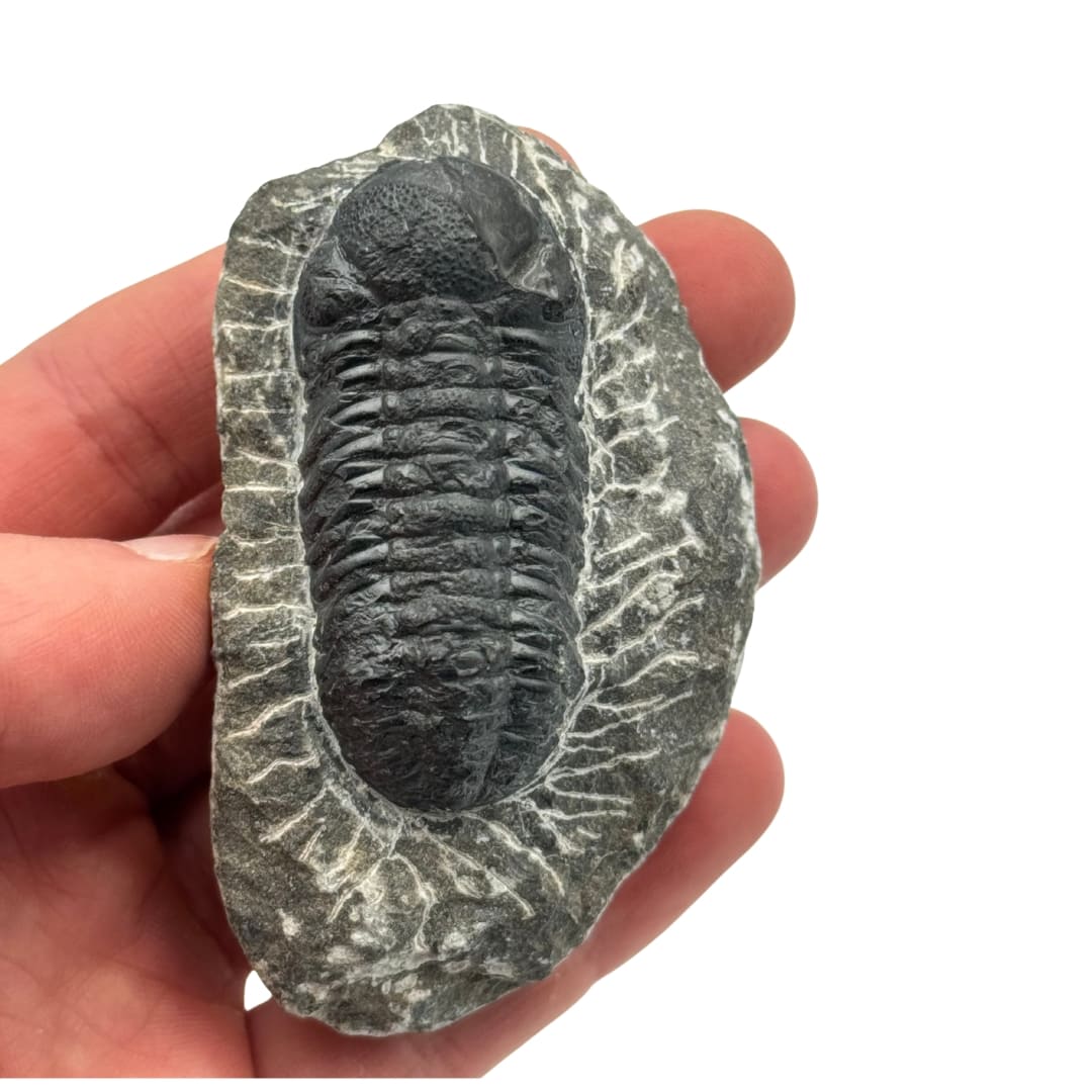 Trilobite sur Gangue