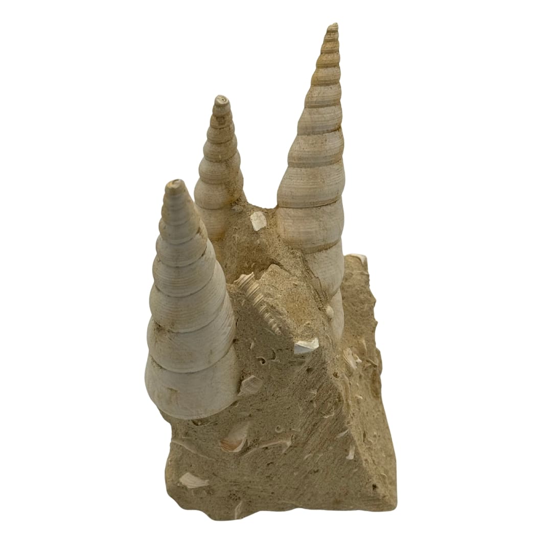 Turitelles sur gangue