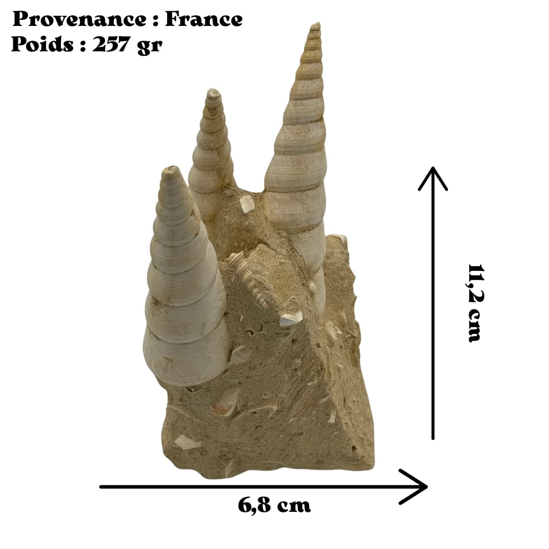 Turitelles sur gangue