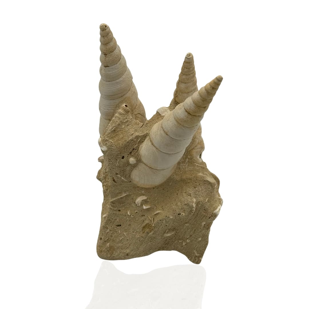 Turitelles sur gangue