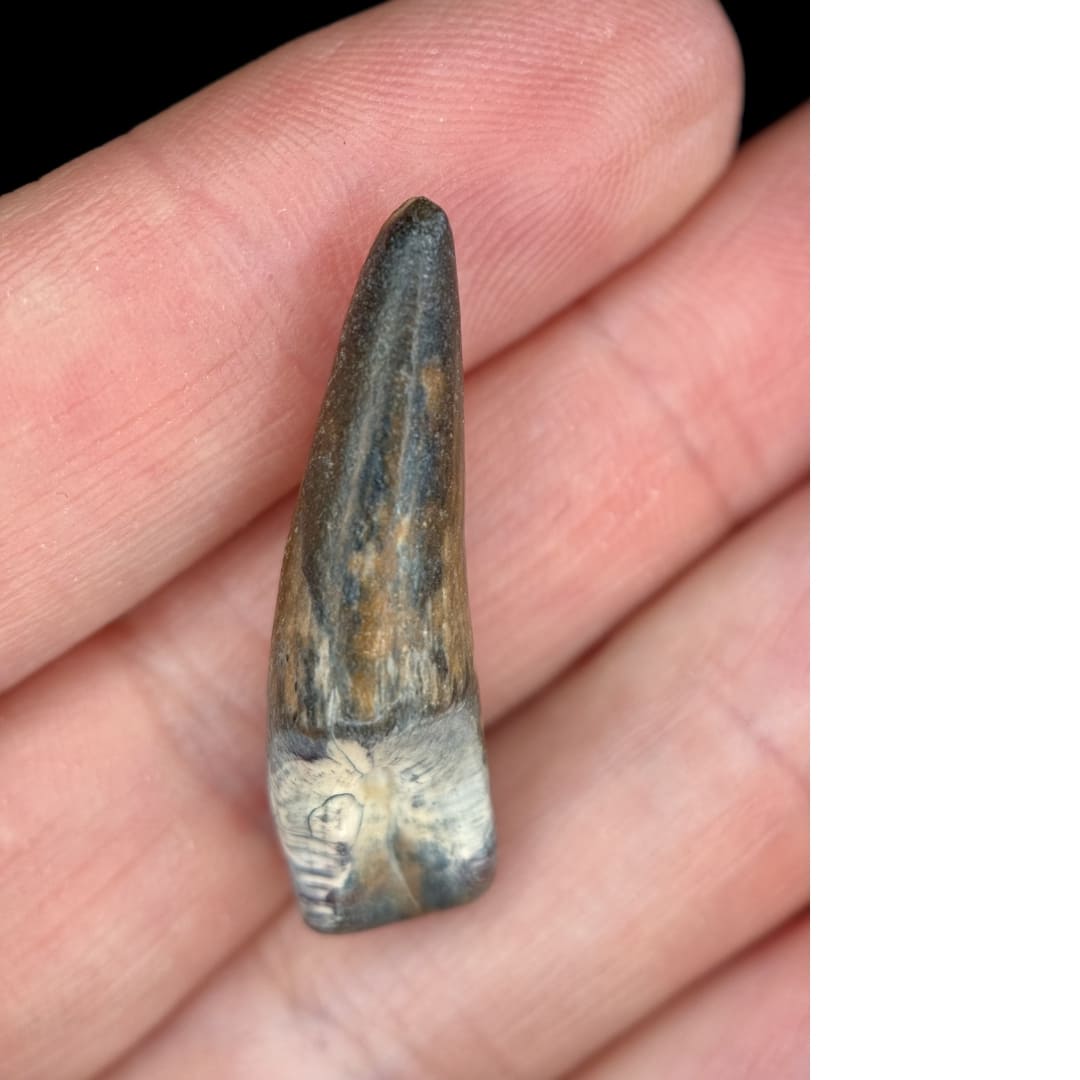 Dent de Sarcosuchus Fossile (100% Naturelle) - Niger