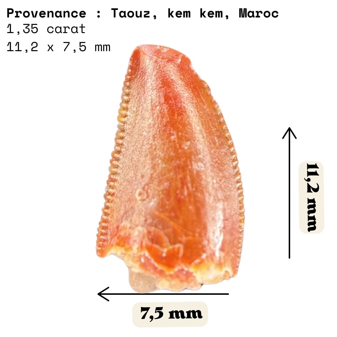 Dent de Dinosaure à Dentelures (Abelisauridae) - Maroc