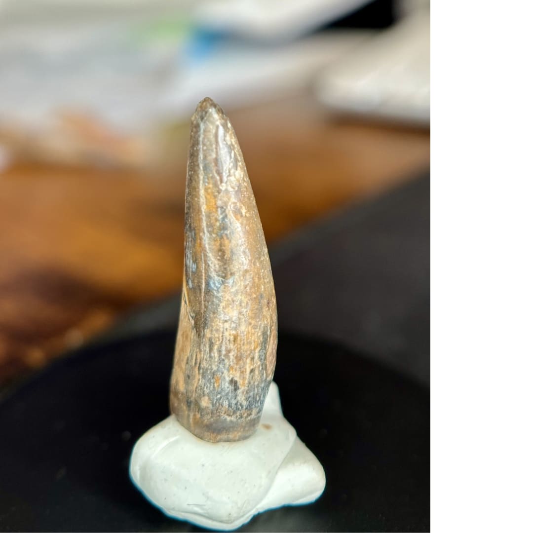 Dent de Sarcosuchus Fossile (100% Naturelle) - Niger