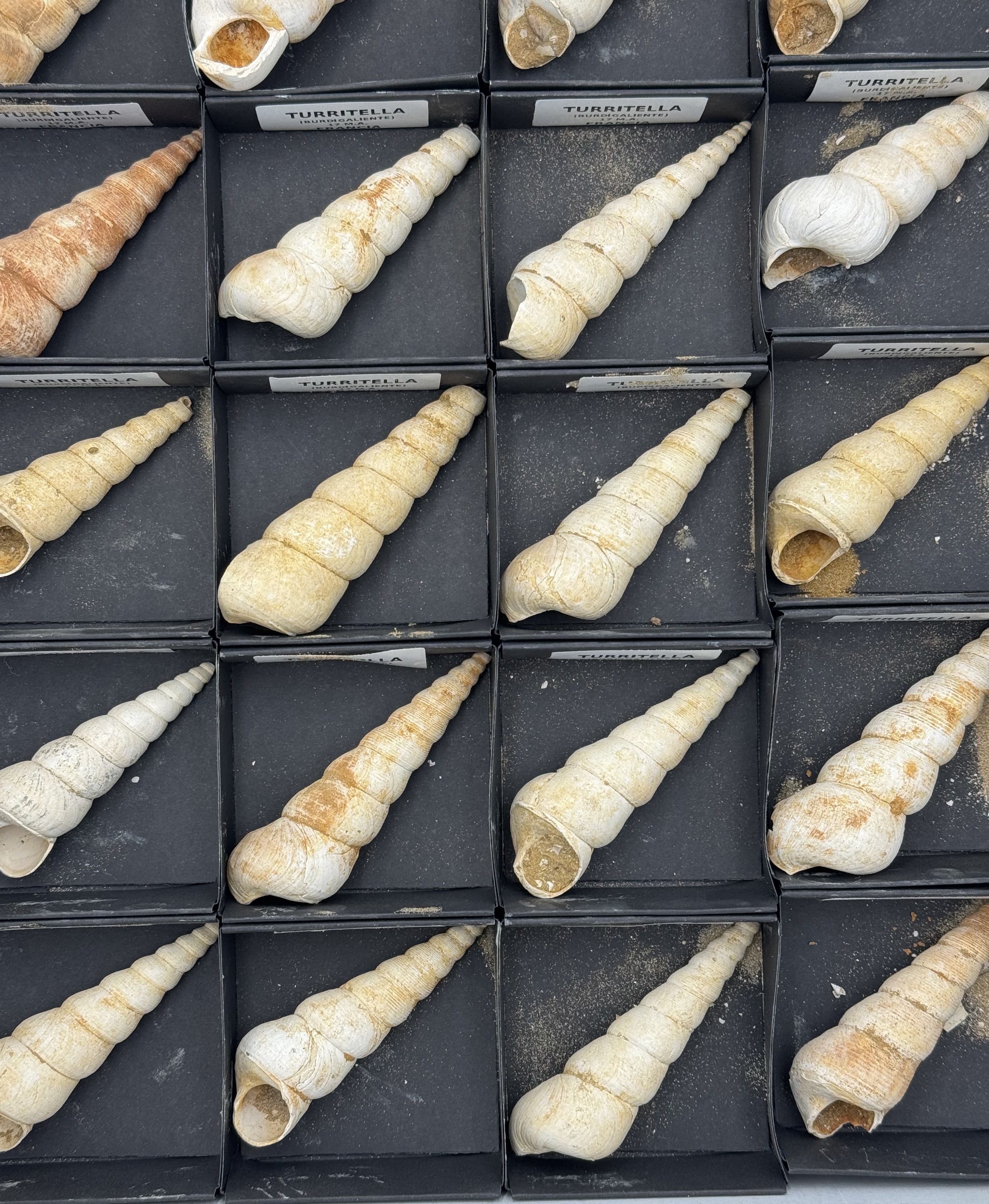 Fossile de Turritella (Escargot Marin) - France, Bordeaux