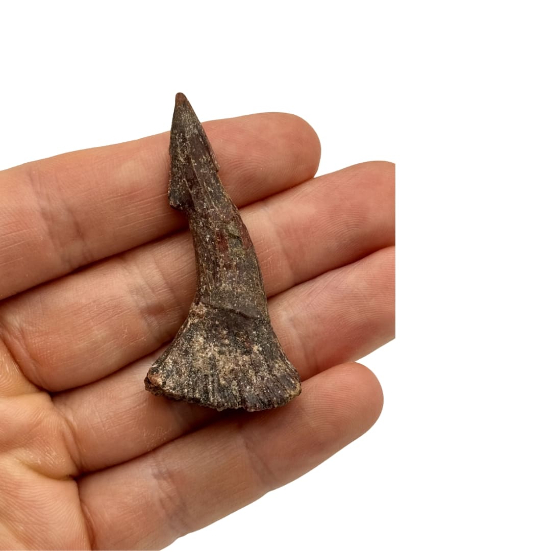 Grande Dent Fossile d'Onchopristis - Maroc