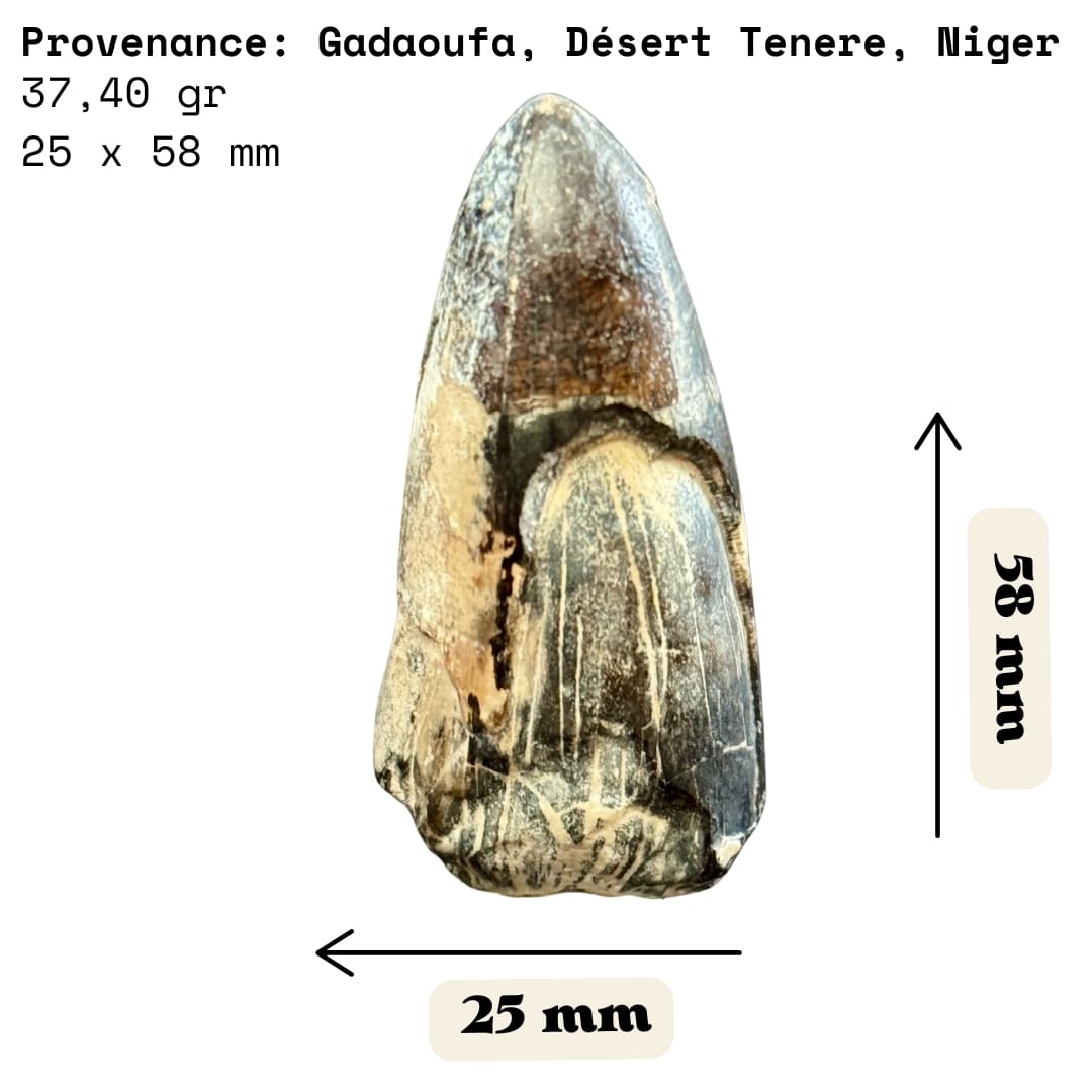 Dent de Sarcosuchus Fossile (100% Naturelle) - Niger