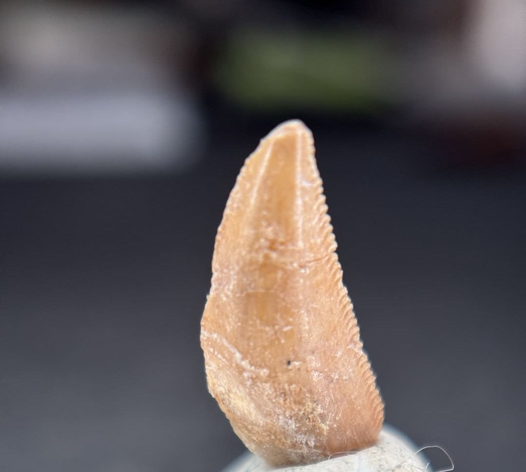 Dent de Dinosaure à Dentelures (Abelisauridae) - Maroc