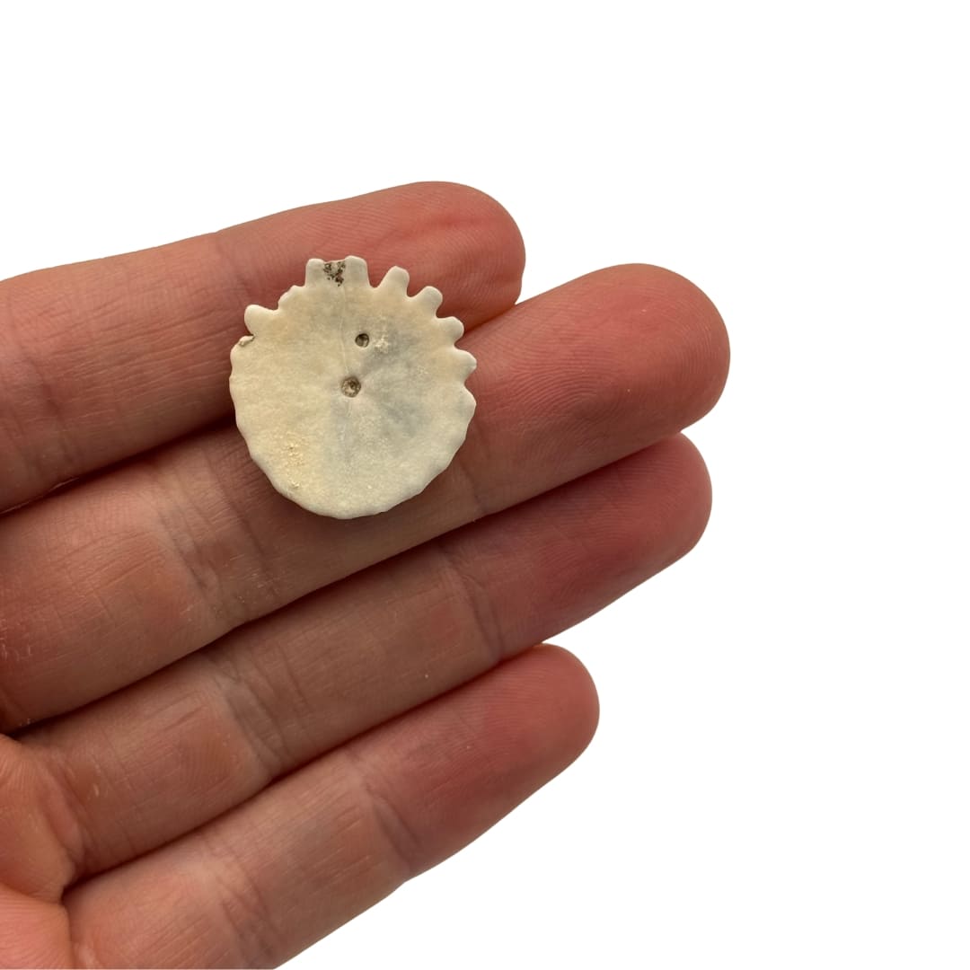 Fossile Oursin Heliophora orbiculus - Mauritanie