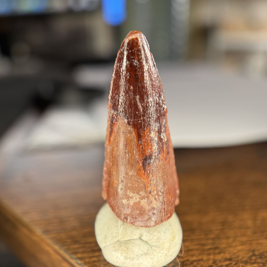 Dent de Spinosaurus Fossile (3.3 cm) - Maroc