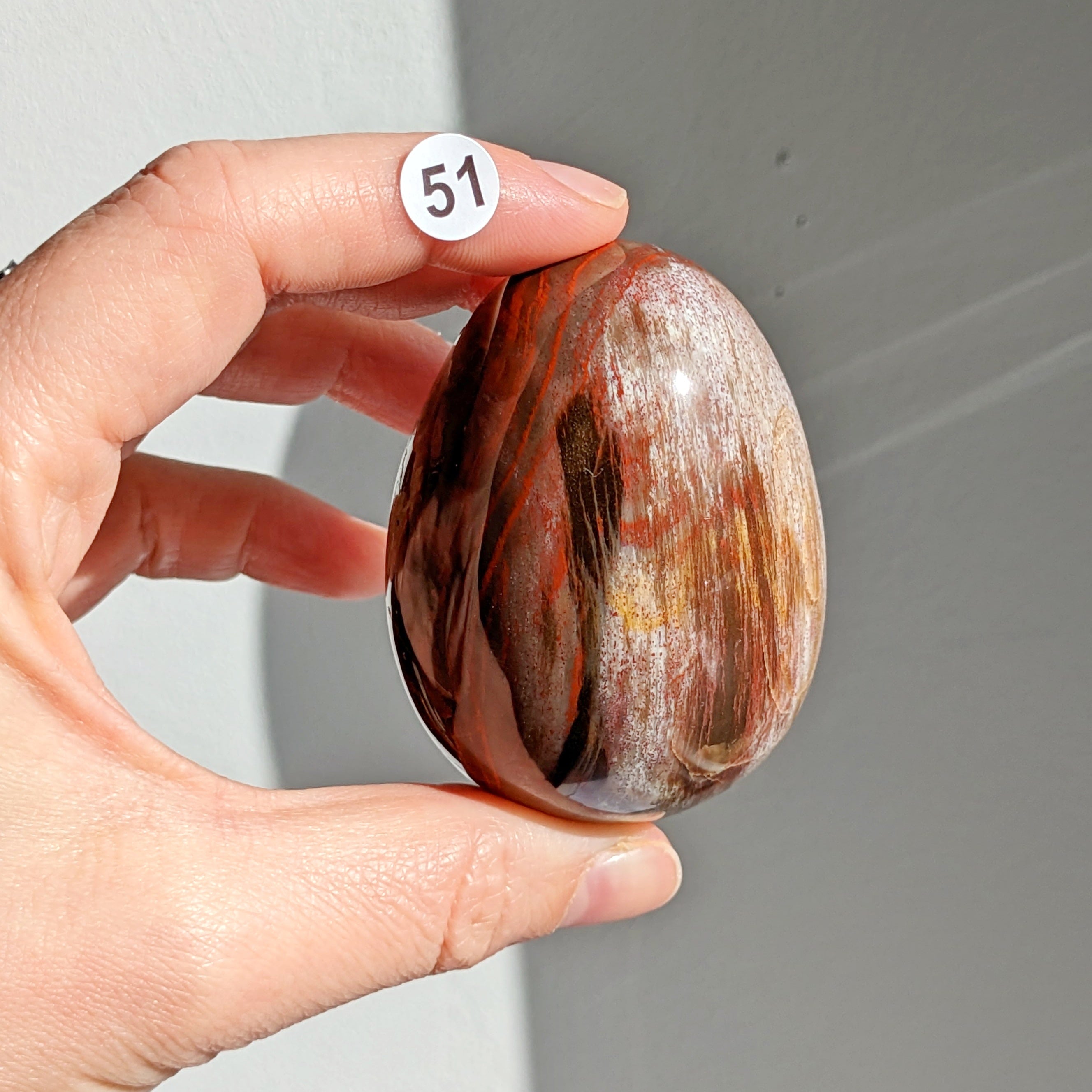 bois fossile 51