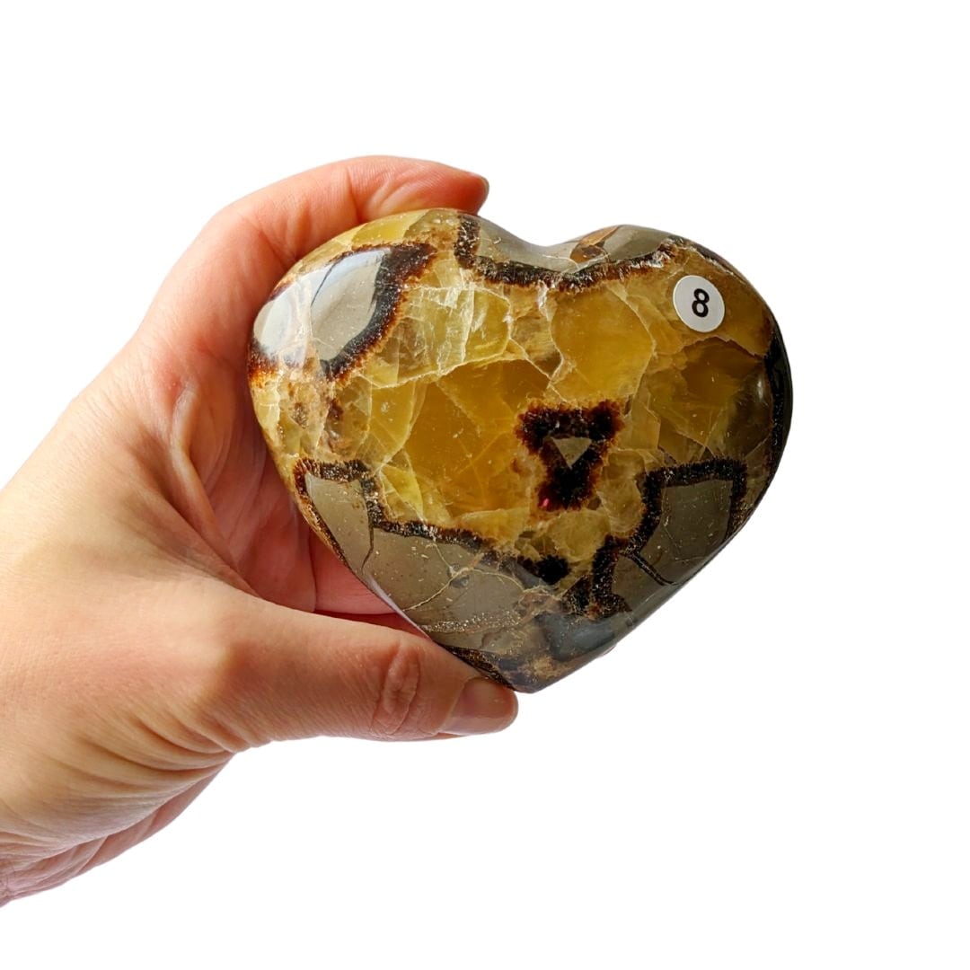 COEUR SEPTARIA