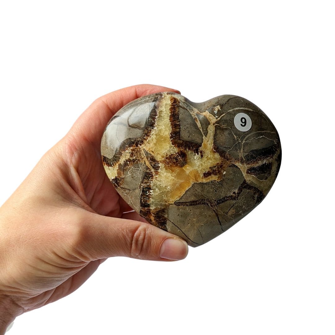 SEPTARIA EN COEUR