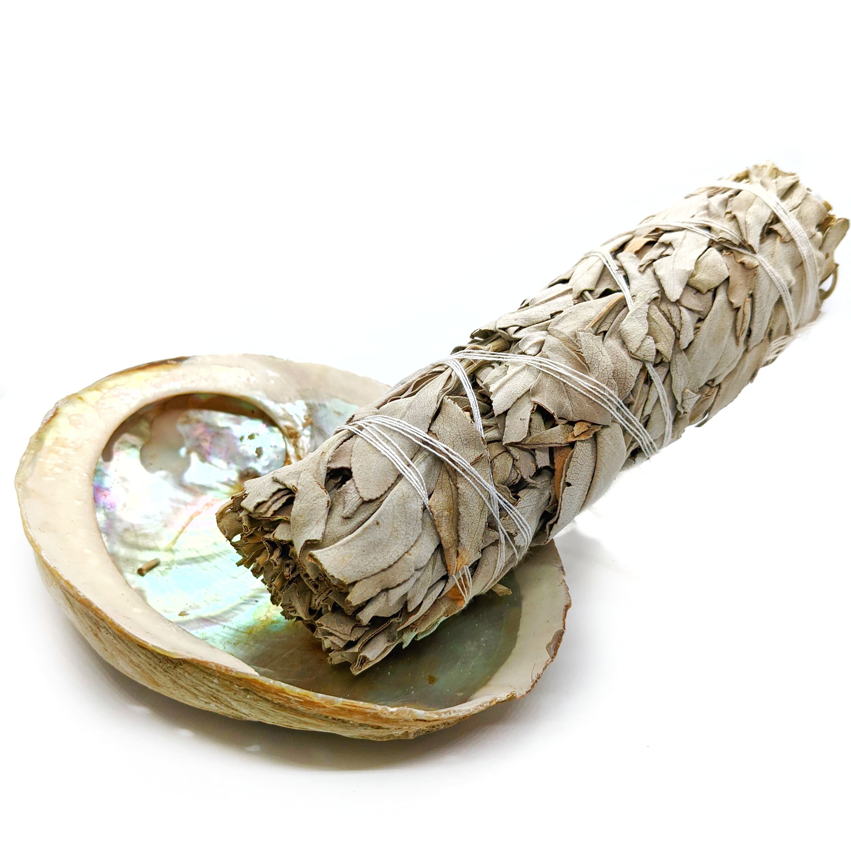 coquille d'ormeau et sauge blanche