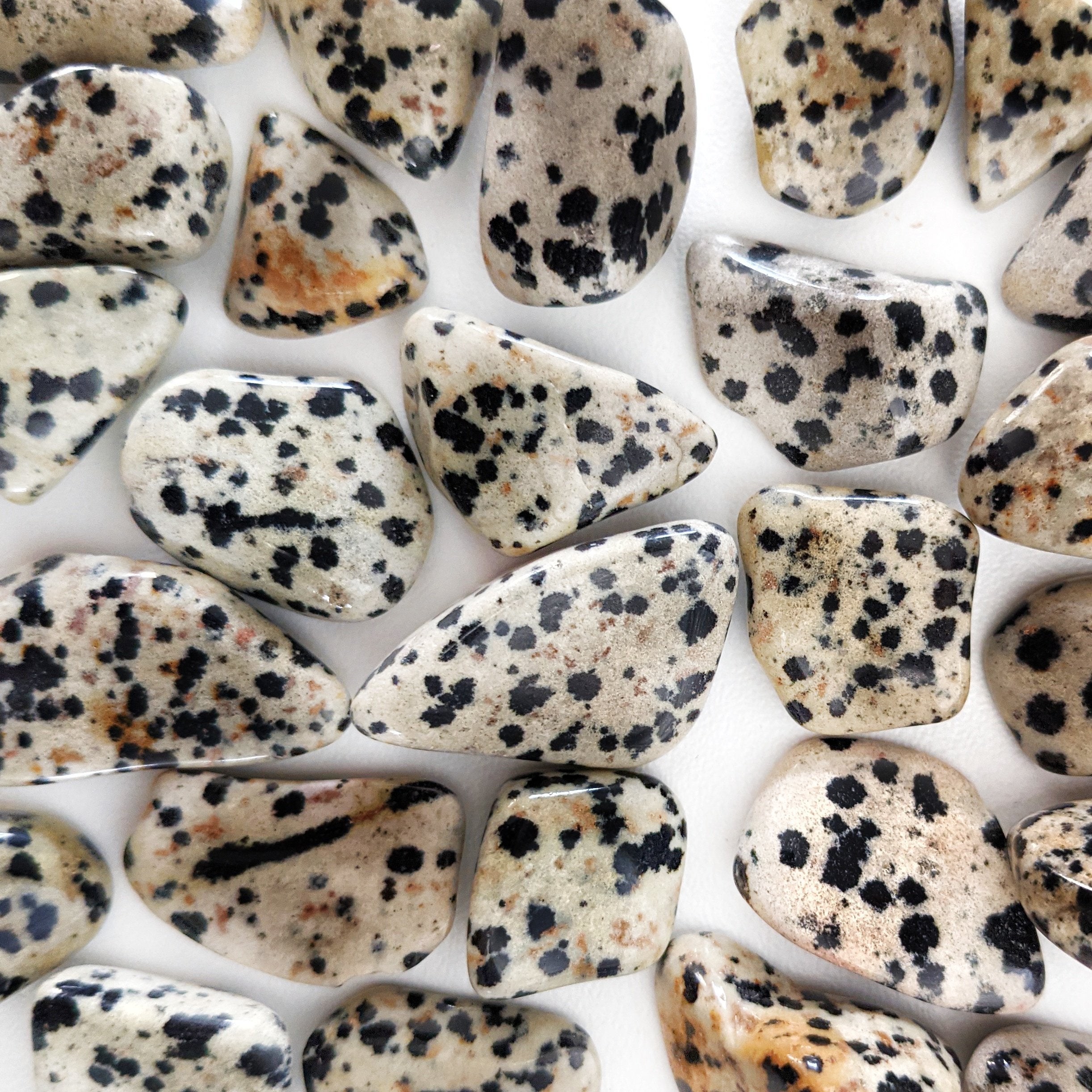 JASPE DALMATIEN VERITABLE