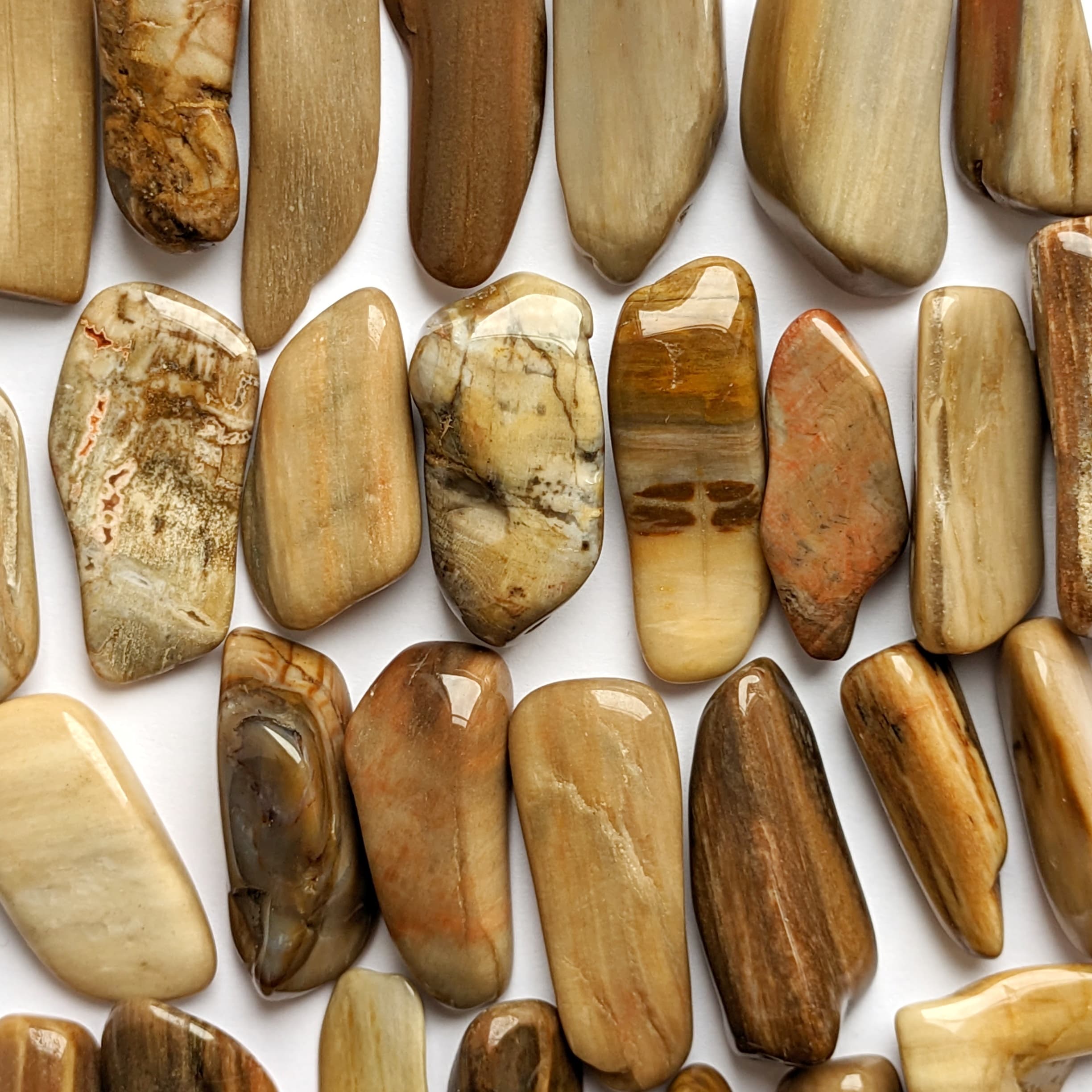 bois fossilisé marron