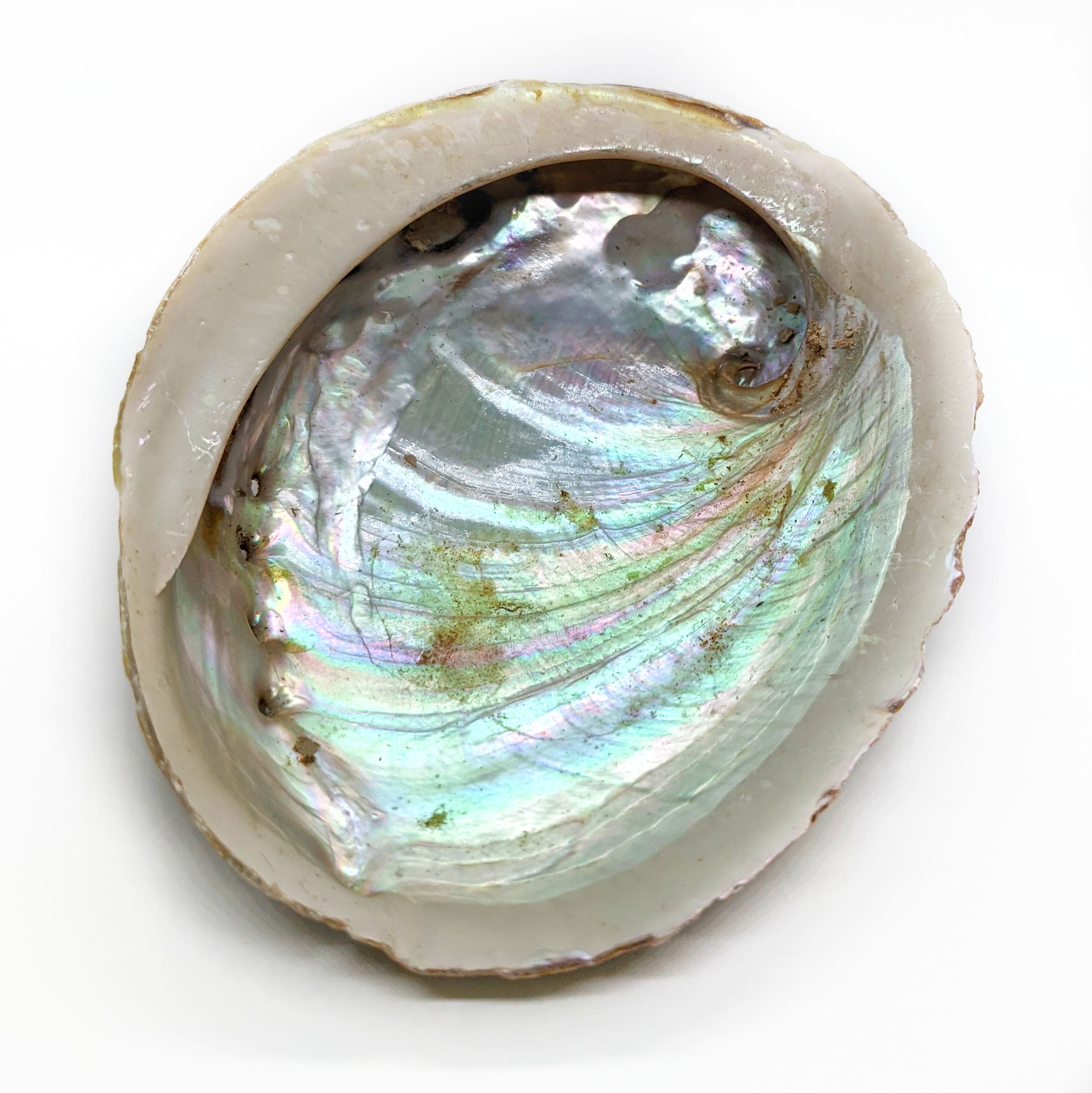 coquille d'ormeau fumigation