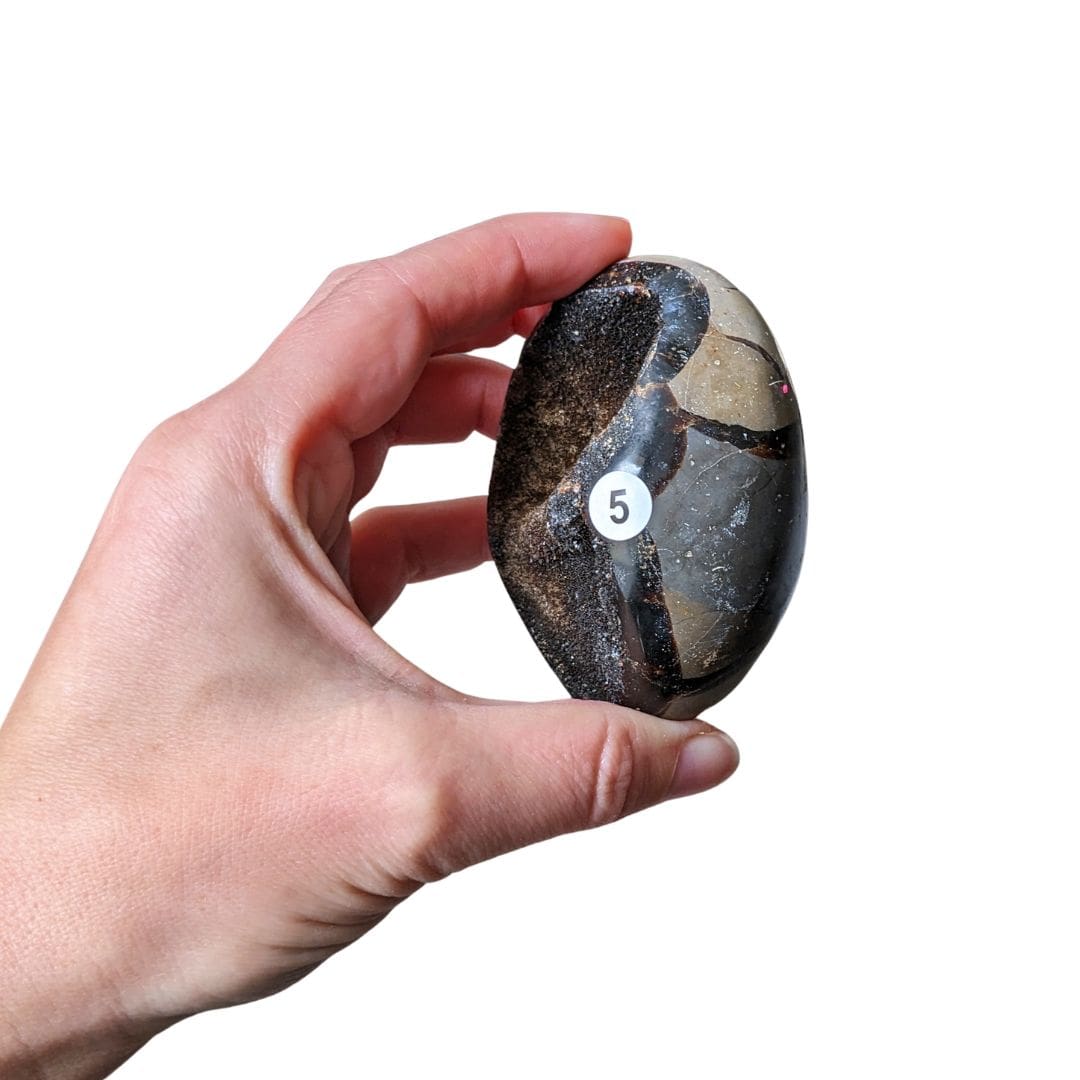 Galet Septaria Sauvage