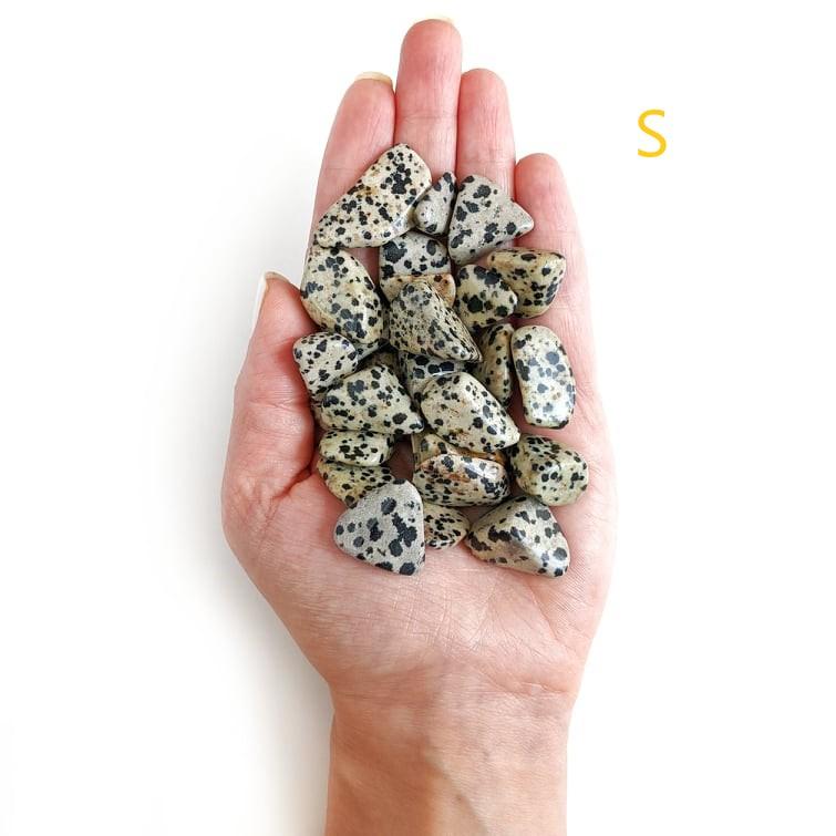 pierre jaspe dalmatien