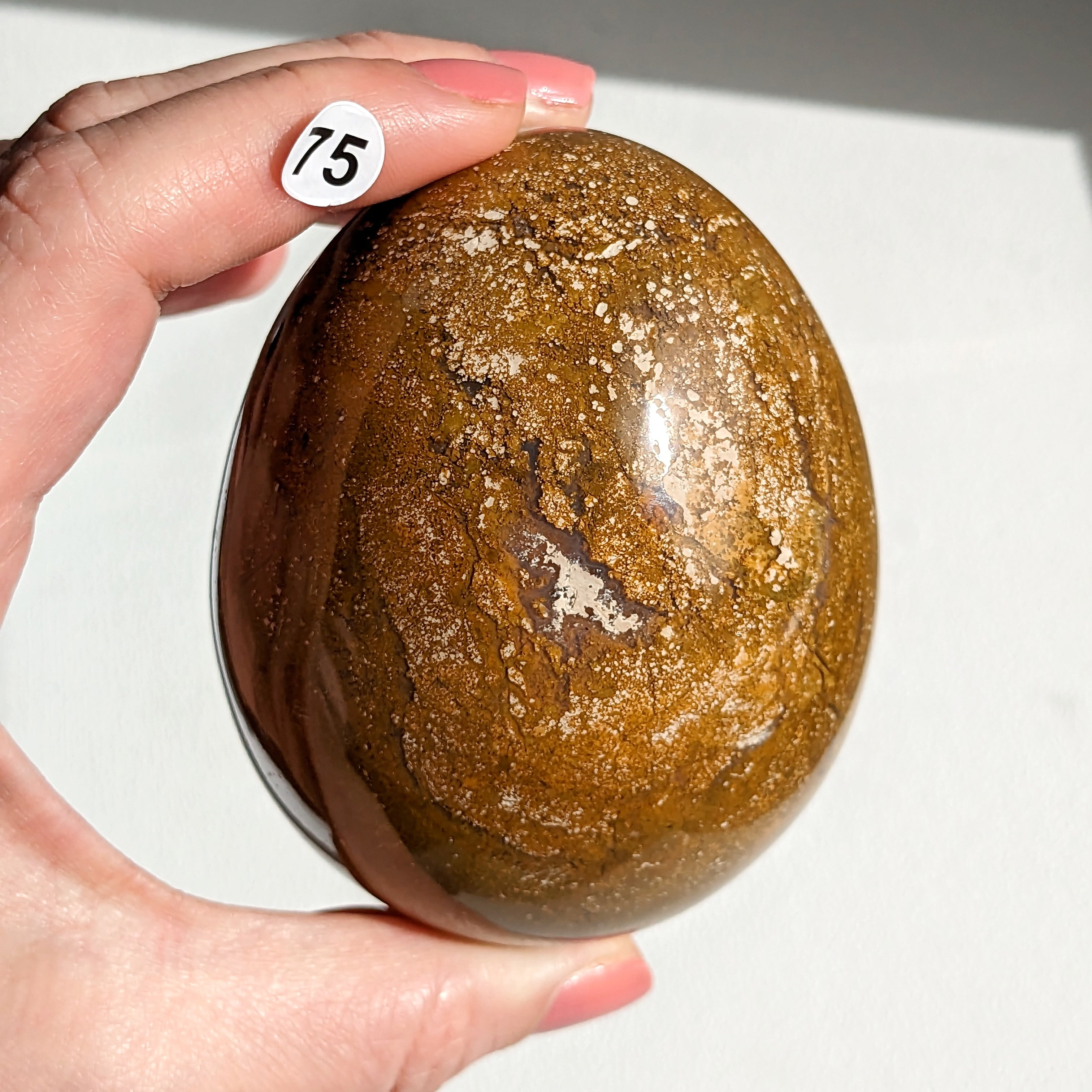 Oeuf Jaspe orbiculaire