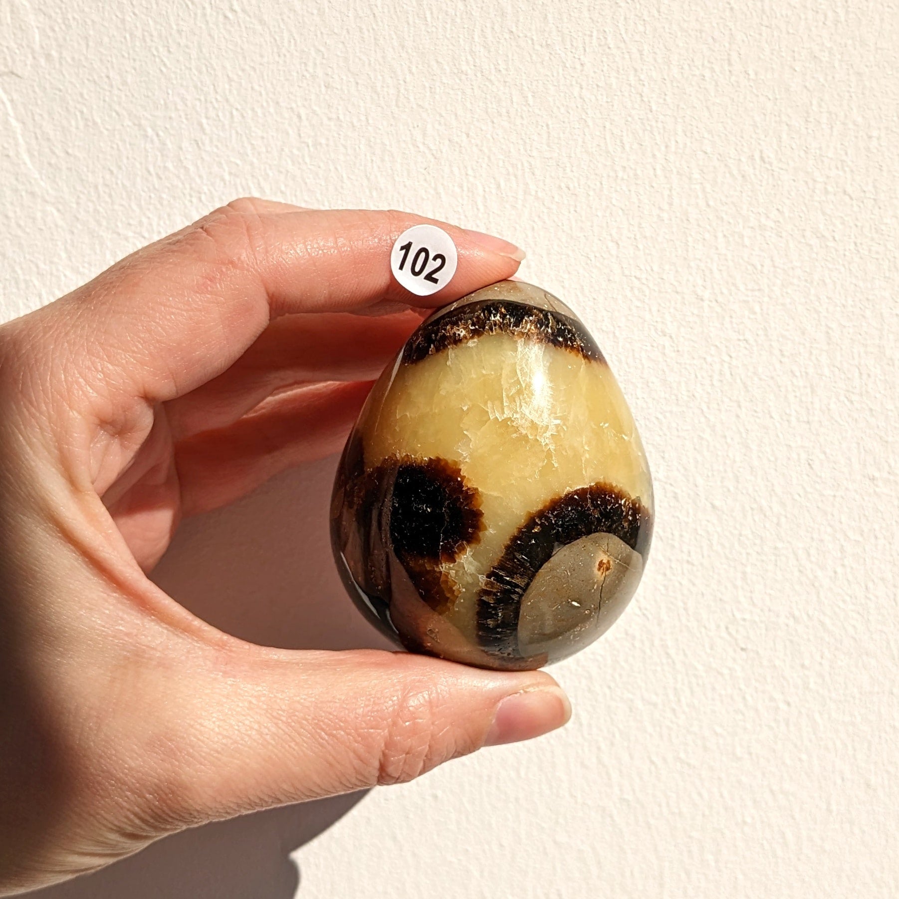 Oeuf septaria